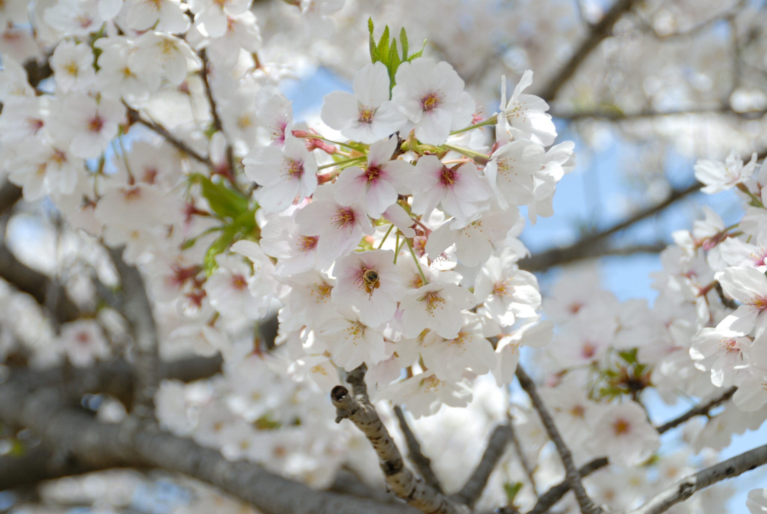 さくら🌸新生活